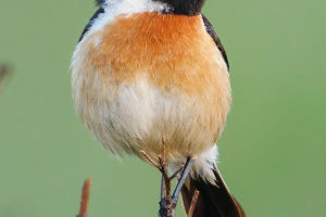 Importance Of Birds