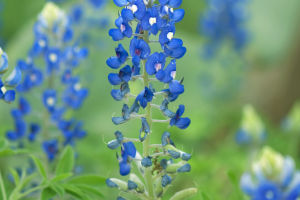 Texas Bluebonnets
