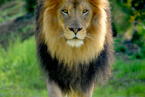 Challenge The Lion
