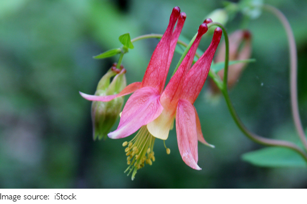 Aquilegia: Ein Gartenjuwel