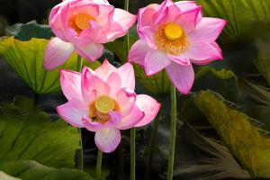 Lotus Evolution