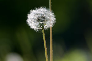 Dandelion Drink Pairing