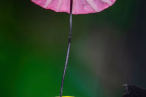 Focus On Plants