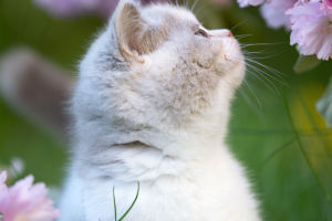 Cat's Behavior