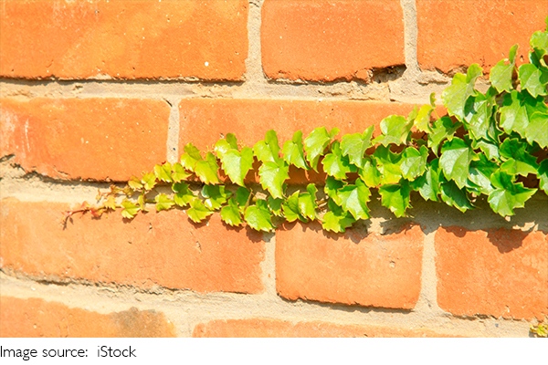 Heart Plants