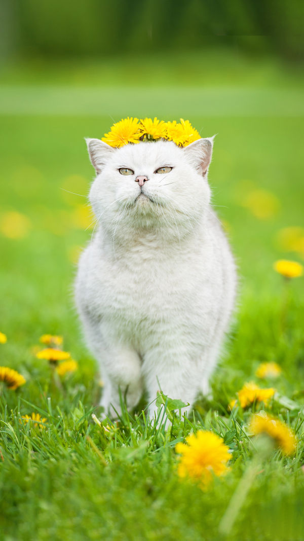 Кошачий нос