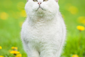 A Cat's Nose