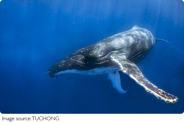 Sin Caza de Ballenas