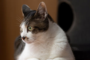 Feline Stress