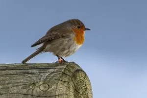 Load failed