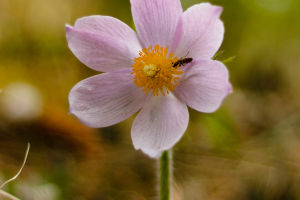 The Pollination Puzzle