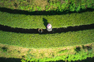 Tea Tapestry