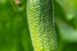 Cucumbers And Blood Sugar
