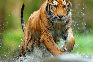 Tiger Size