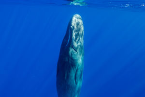 The Way Whales Sleep