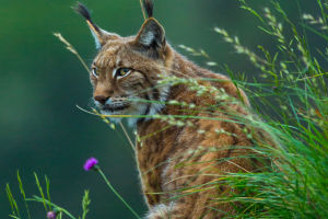 Lynx Revival