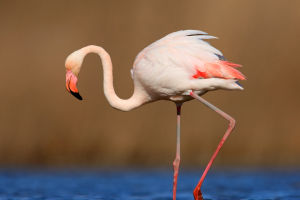 Interesting Flamingo Facts