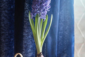 Blooms Beyond Seasons