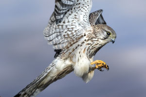 Raptors: Masters of Skies