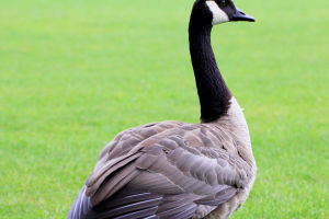 Iconic Canada Goose