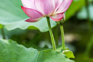 Blooms Of Life