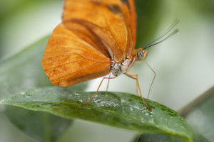 Radiant Wings