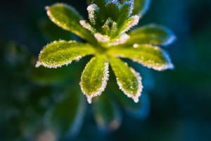 Frosty Finery