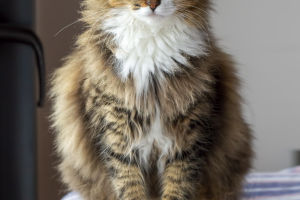 Unlocking Cat Vision