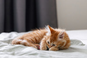 Mysterious Behavior Of Cats