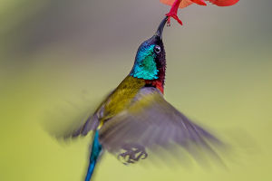 Sunbirds And Hummingbirds