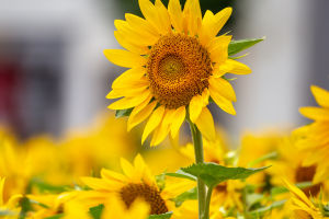 Blooms Beyond Dawn