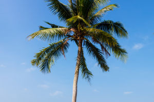 Popular Tropical Plants