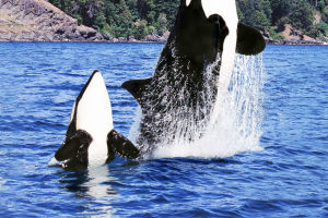 Killer Whale Rivals
