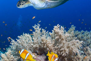 Marvelous Turtle Diversity