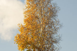 Autumn's Carbon Dynamics