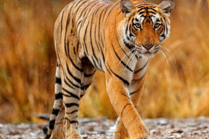 Roaring In The Jungle