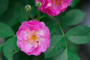 Floral Flourish