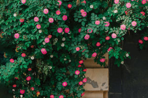 Rose Language