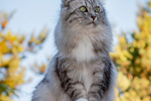 The Fact Of Cats