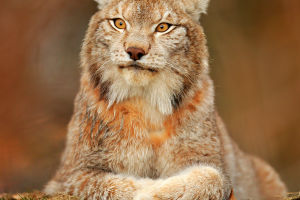 Lynx Characteristics