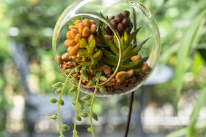 Succulent Micro-Landscaping