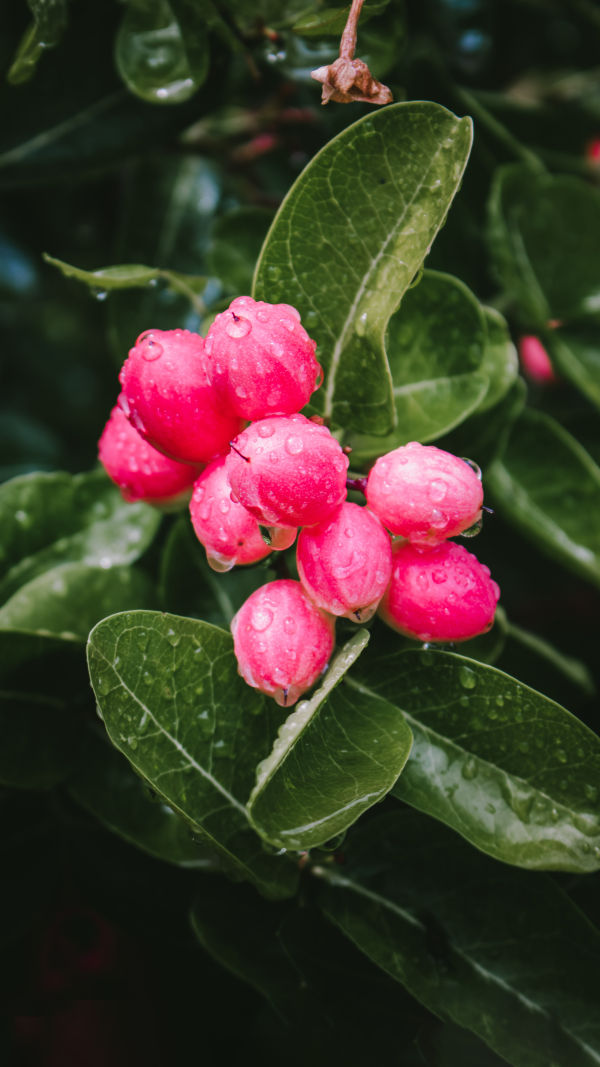 Tangy Botanical Charm