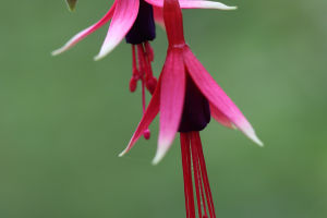 Fuchsia Elegance