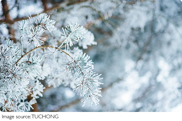 La neige en image