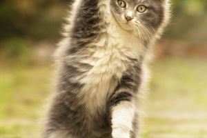 Meows And Purrs