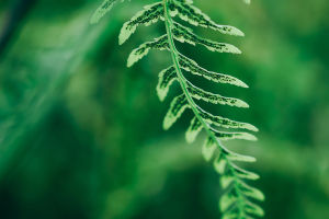Plant And Life