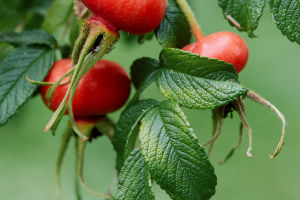 Rosehip Delights