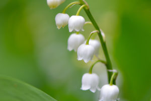 Fragrant Flowers