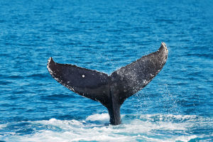 Whale Sound Evolution