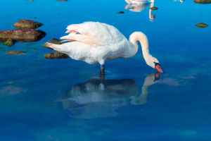 Swan Upping Tradition